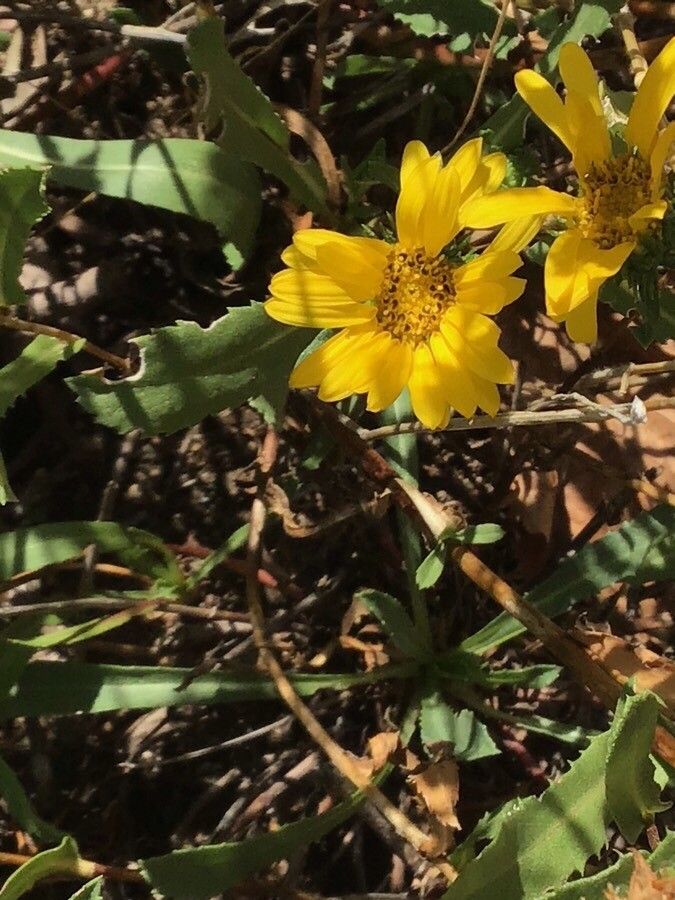 Grindelia integrifolia flower
