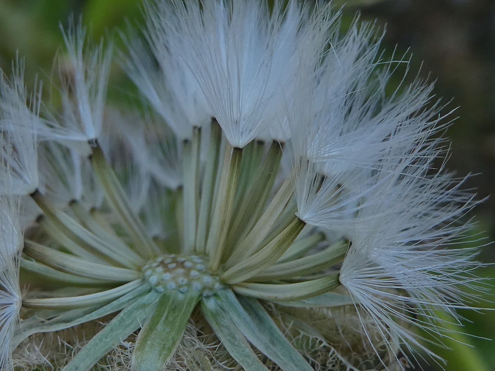 Crepis pyrenaica fruit
