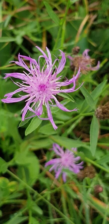 Centaurea rhaetica flower