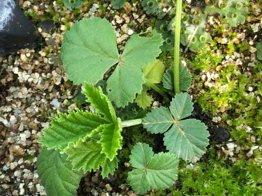 Bituminaria acaulis — related species from the same genus