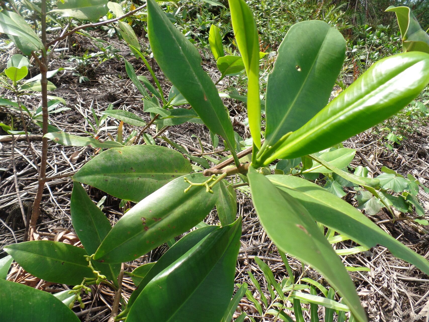 Rhizophora × harrisonii — houseplant care guide