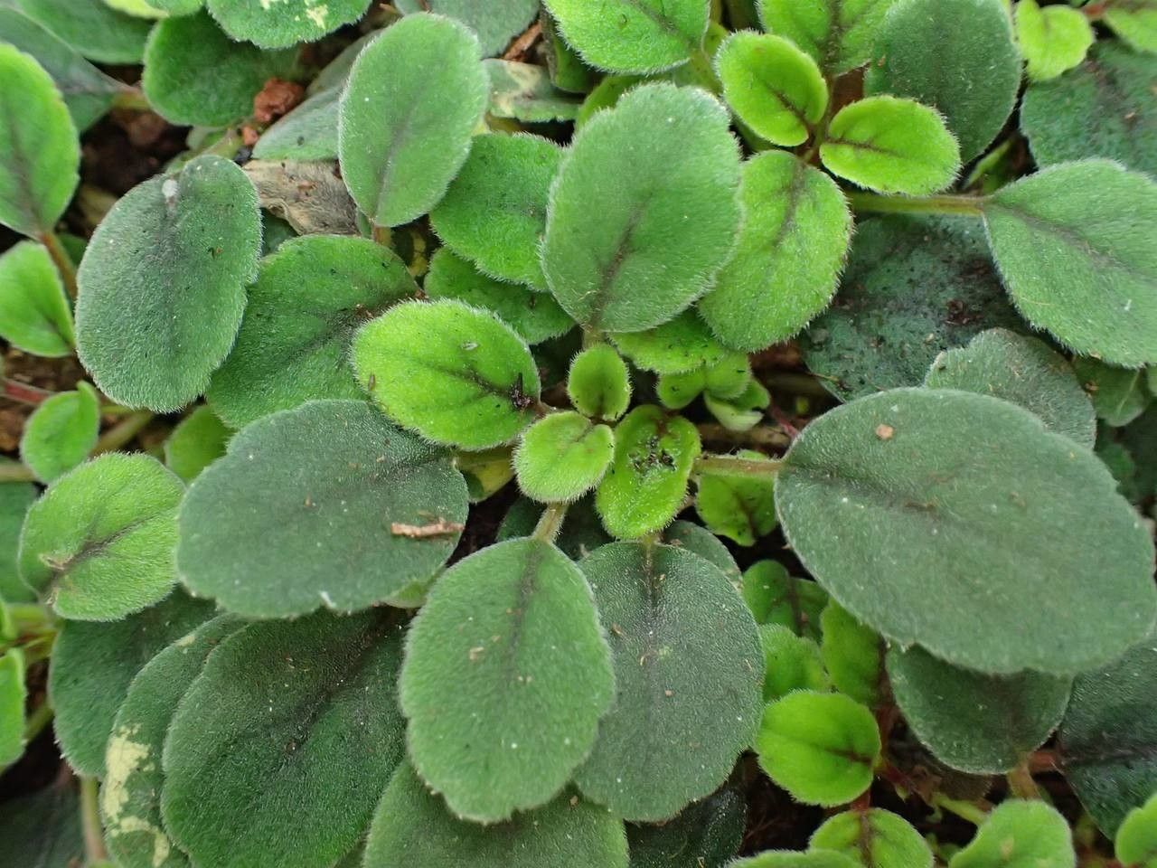 Episcia dianthiflora habit