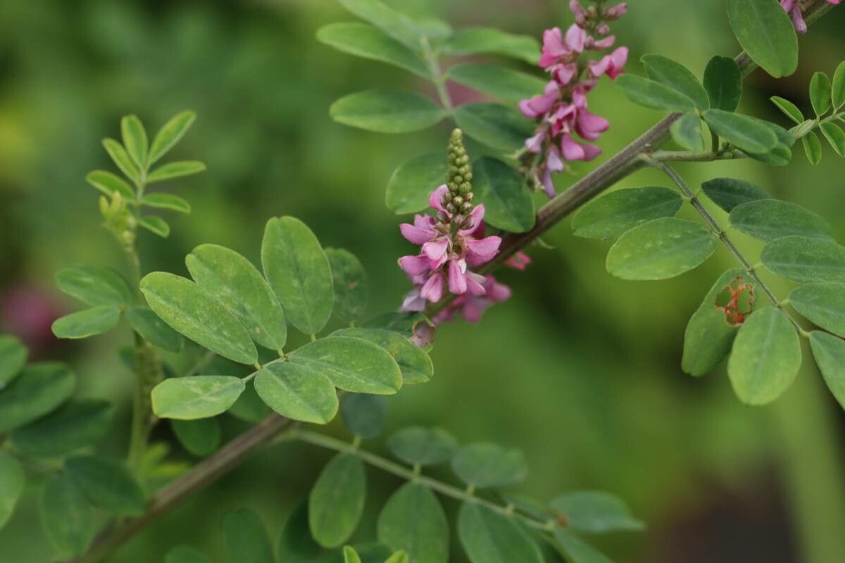 Indigofera bungeana flower