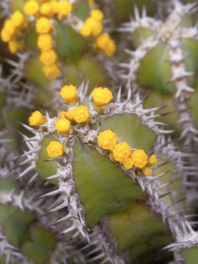 Euphorbia polyacantha flower