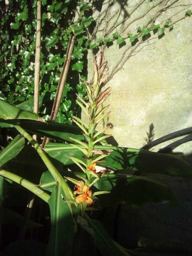 Hedychium coccineum fruit