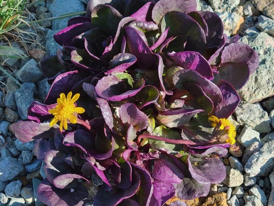 Senecio soldanella flower