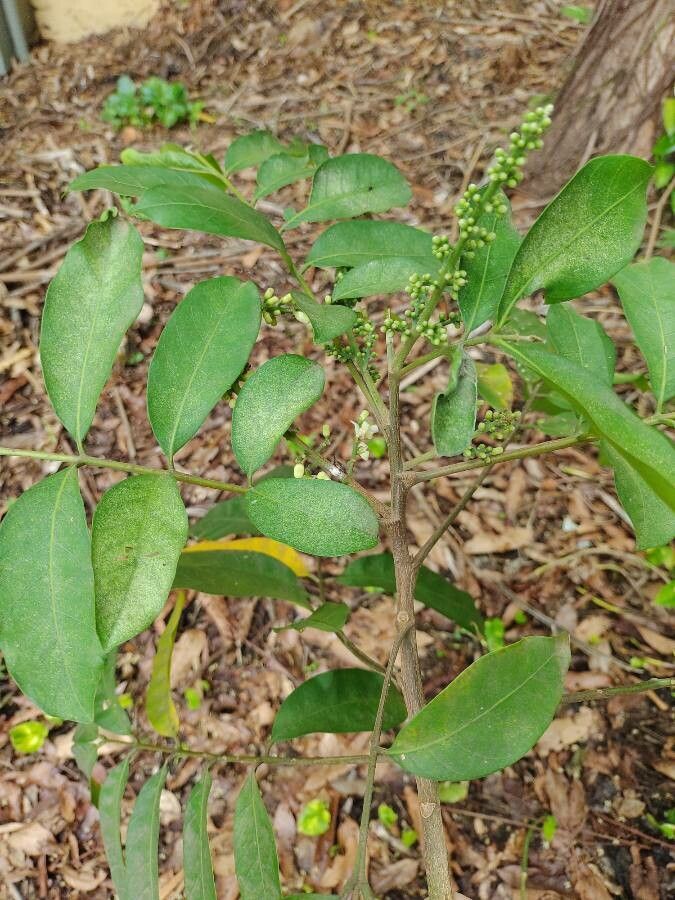 Guarea macrophylla leaf