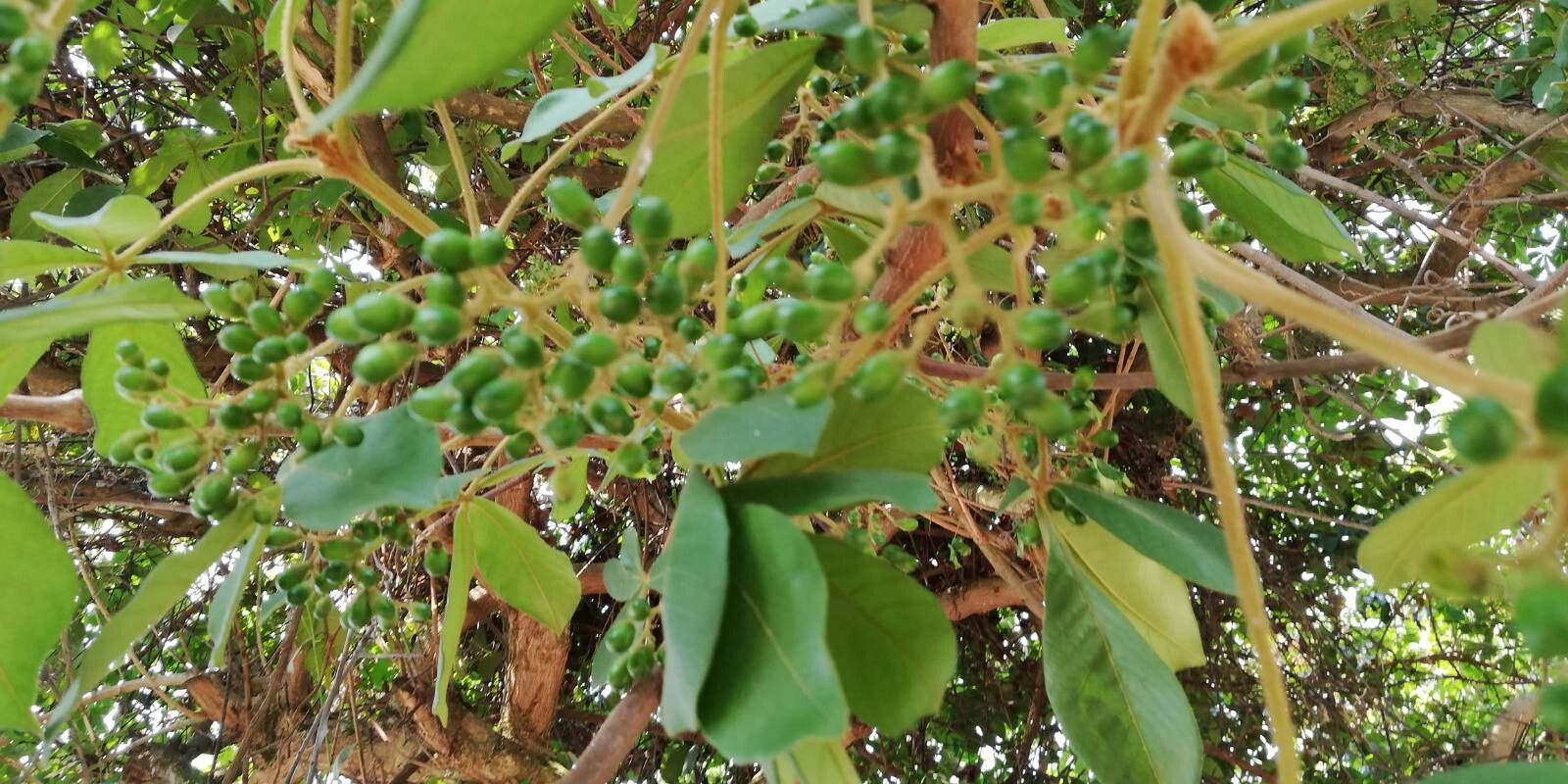 Vitex congolensis fruit
