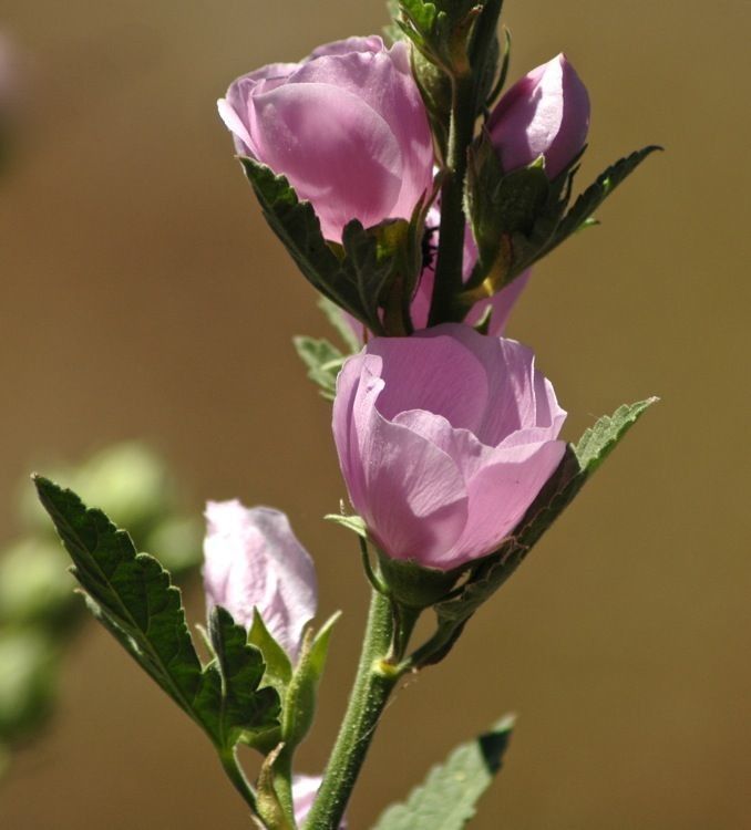 Iliamna bakeri flower