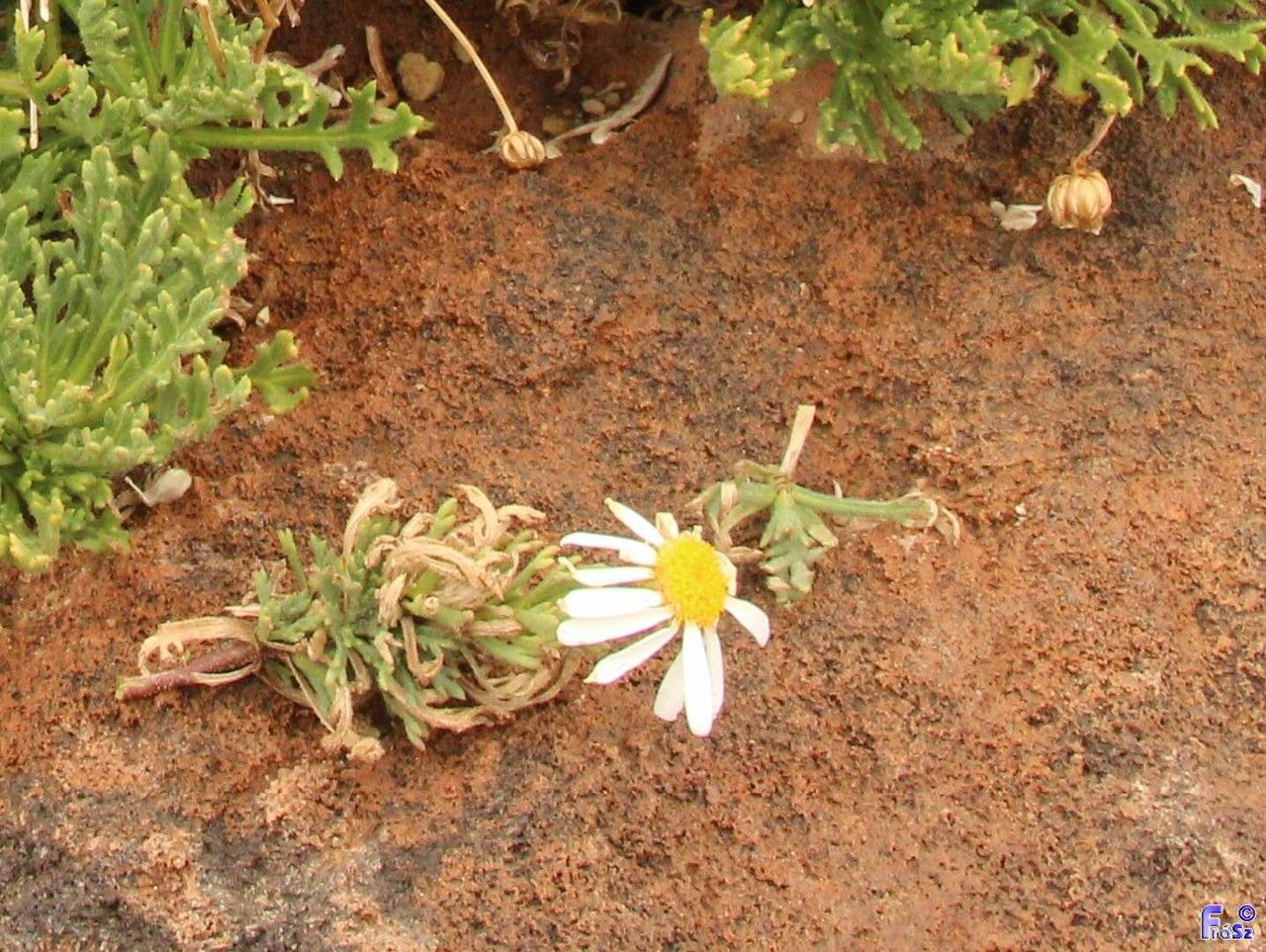 Argyranthemum tenerifae flower