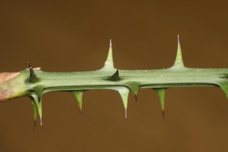 Smilax siphilitica other