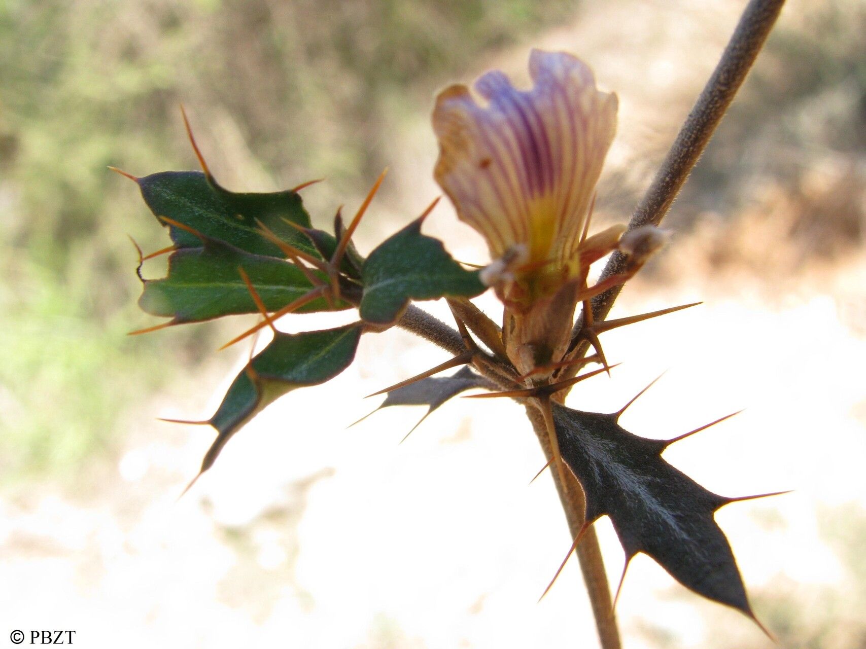 Blepharis calcitrapa — related species from the same genus