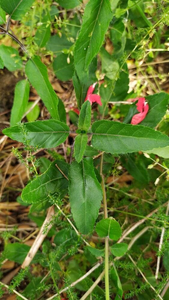Salvia blepharophylla — houseplant care guide