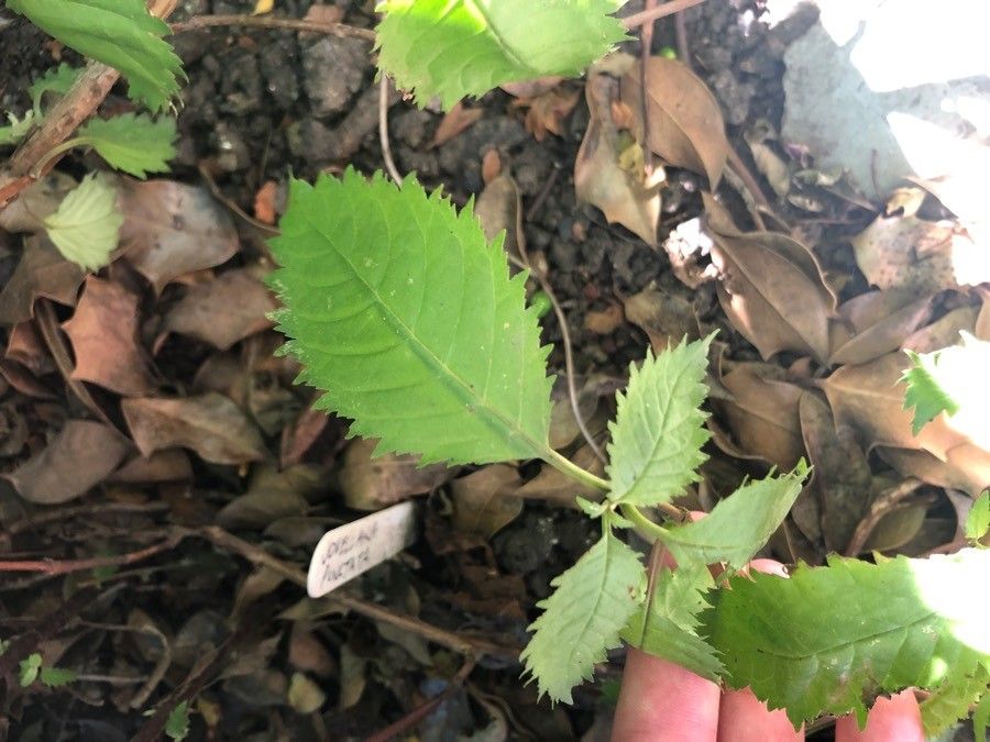 Jovellana punctata — search result for 'Calceolariaceae'