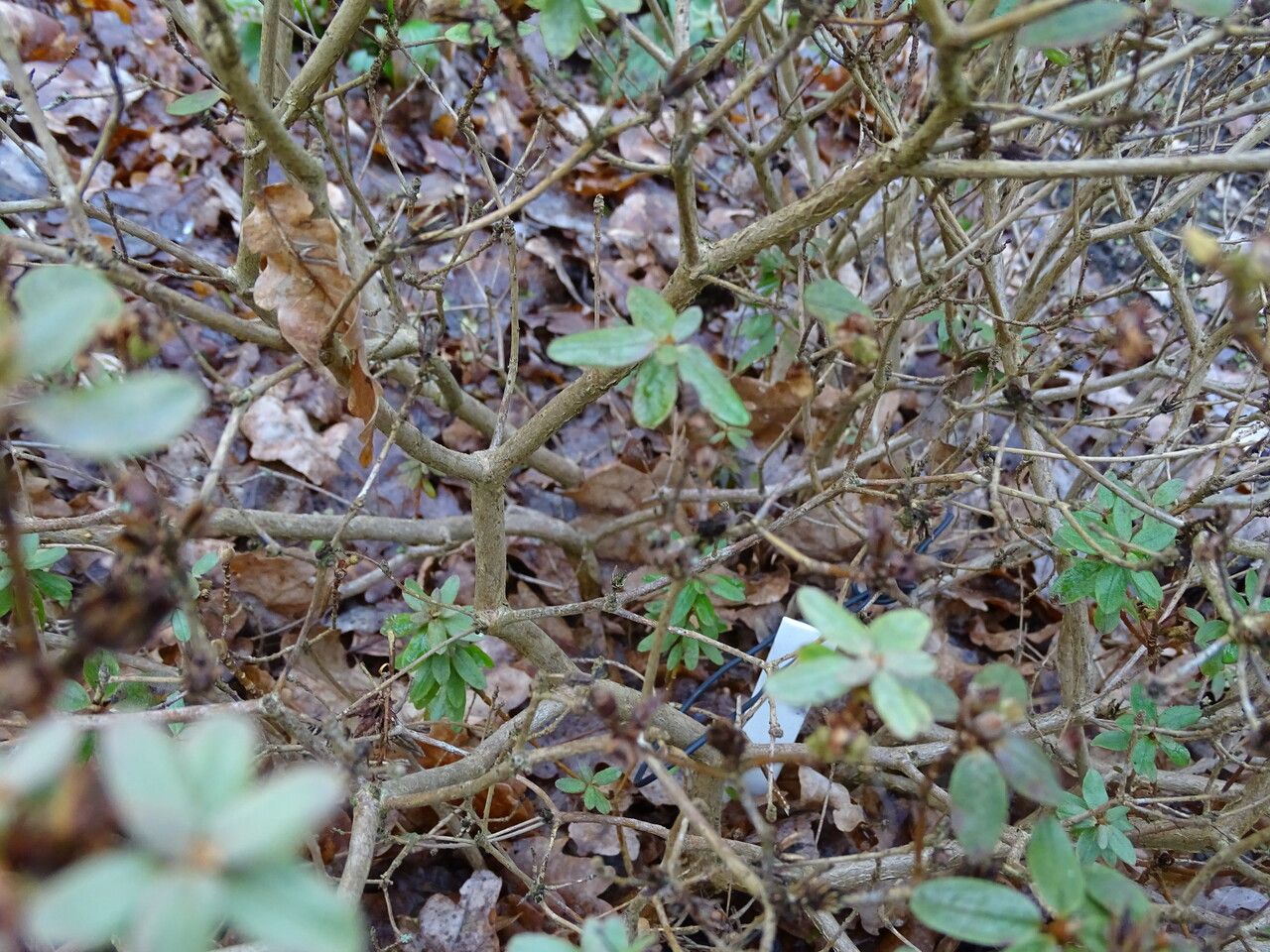Rhododendron lapponicum bark