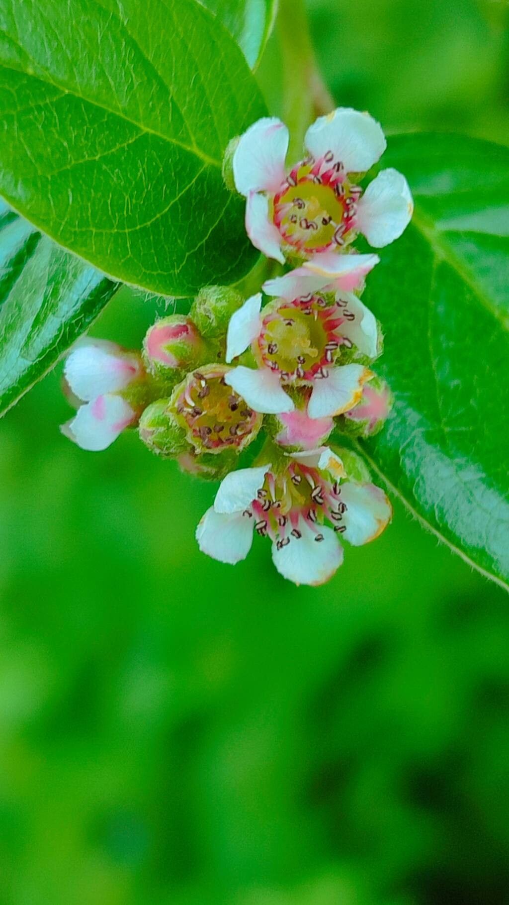 Cotoneaster vandelaarii flower