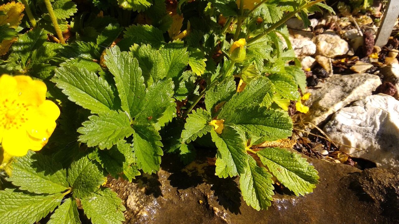 Potentilla umbrosa — search result for 'Potentilla'