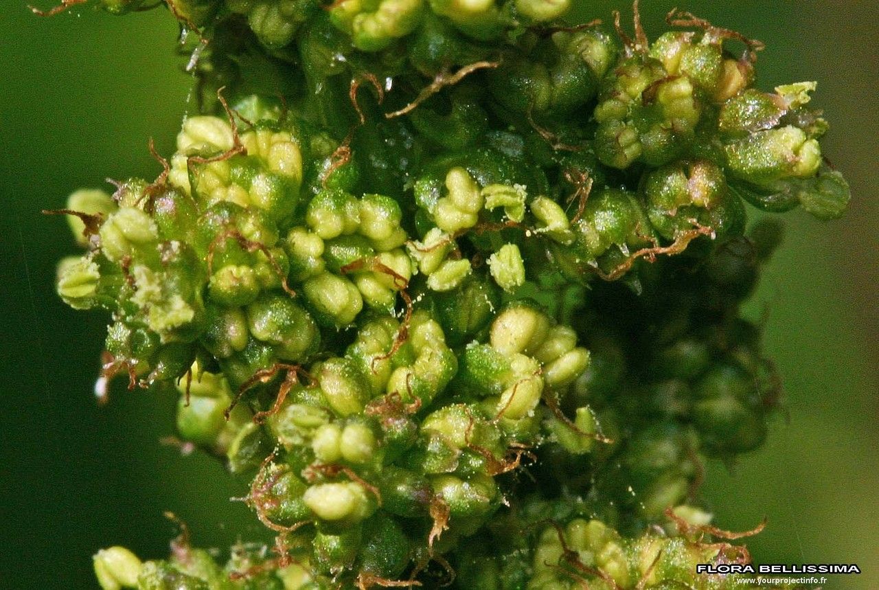 Chenopodium bonus-henricus fruit