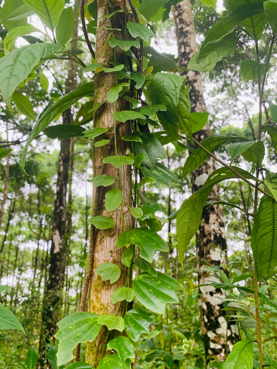 Passiflora lancearia — houseplant care guide