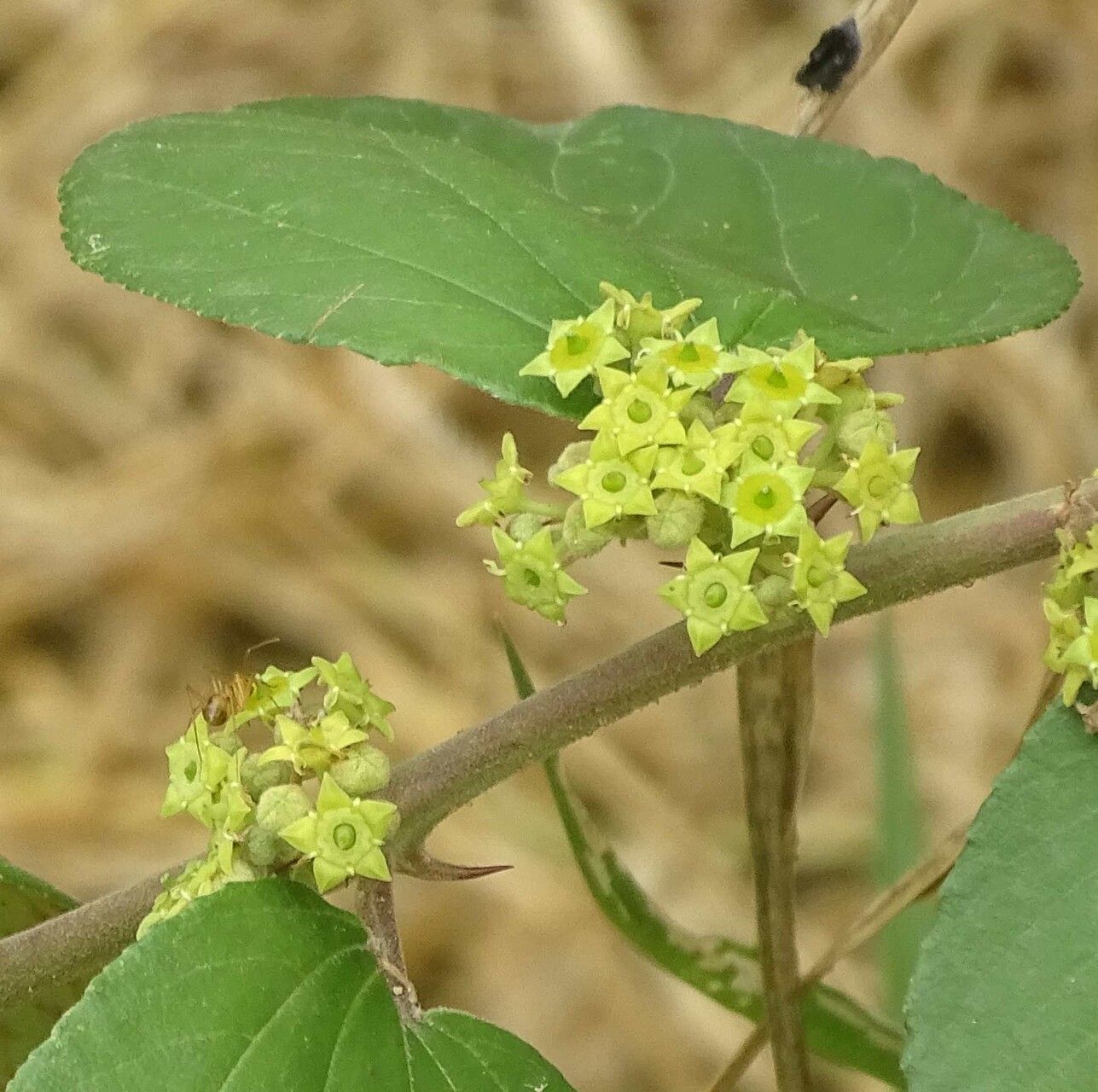 Ziziphus abyssinica — related species from the same genus