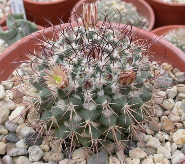 Mammillaria wagneriana habit