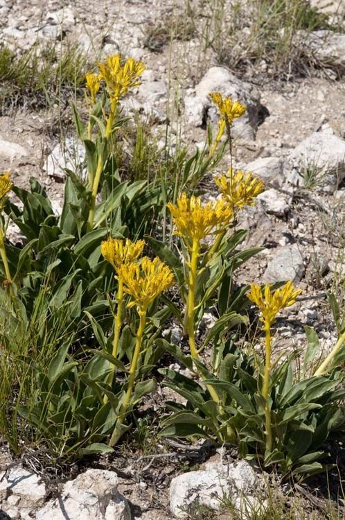 Yermo xanthocephalus habit