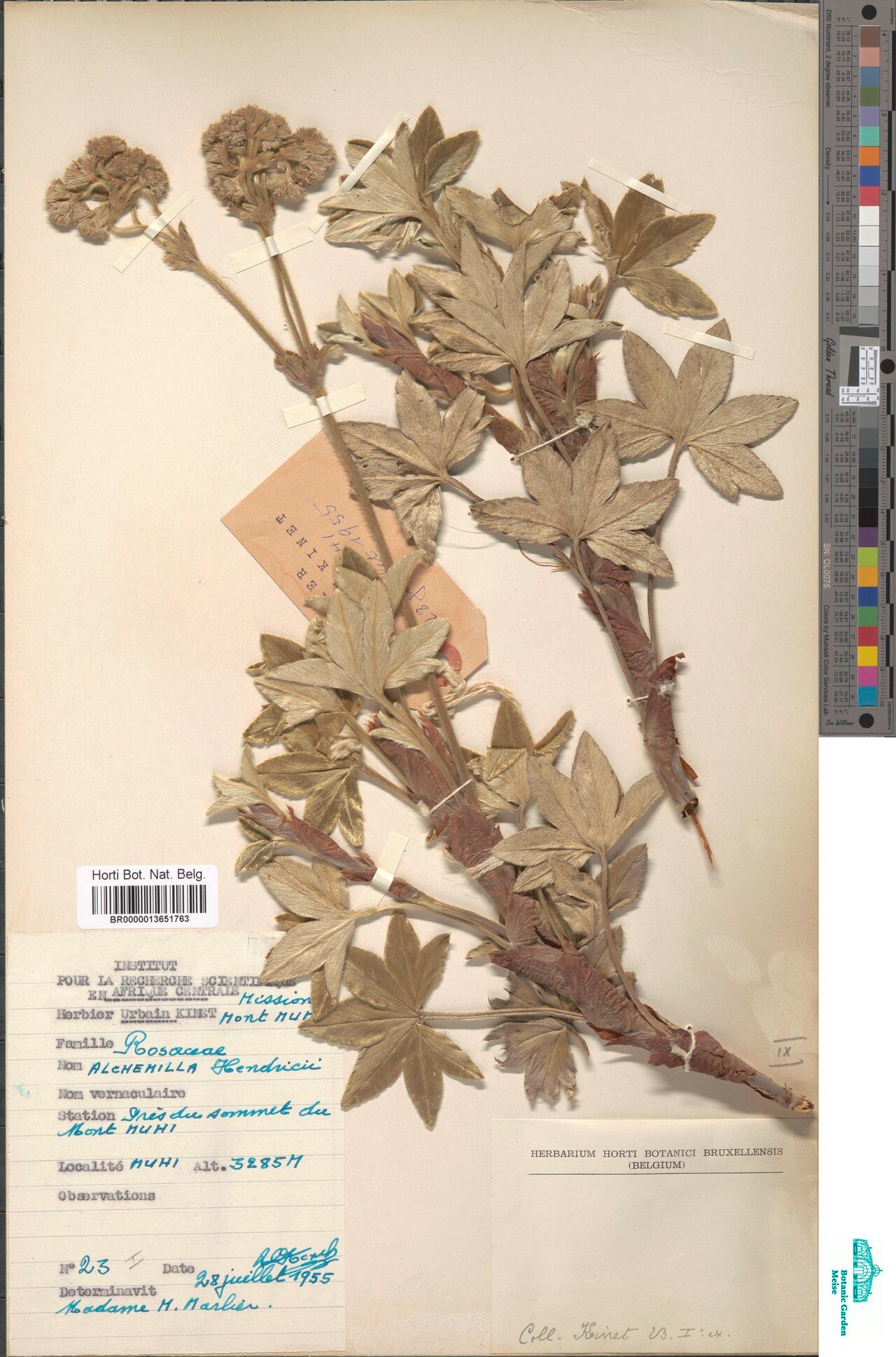 Alchemilla hendrickxii — houseplant care guide