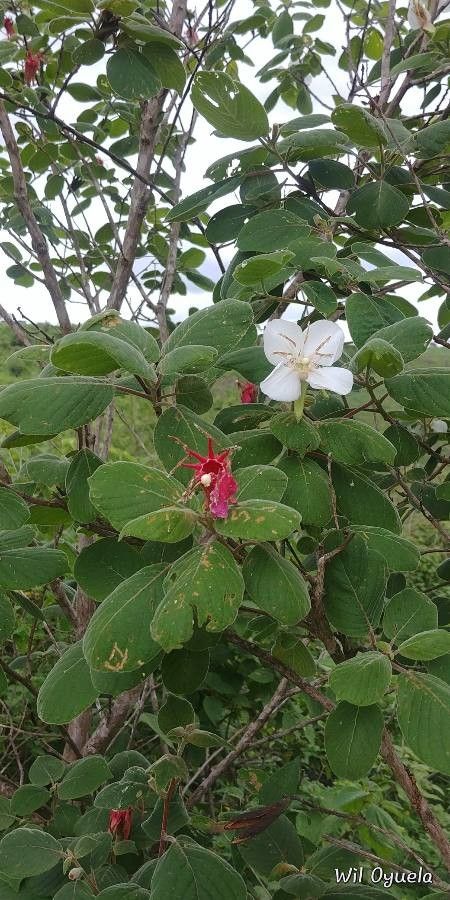 Hauya elegans — search result for 'Onagraceae'