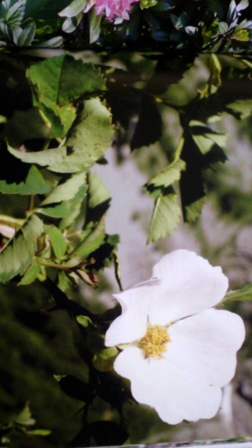 Rosa montana flower