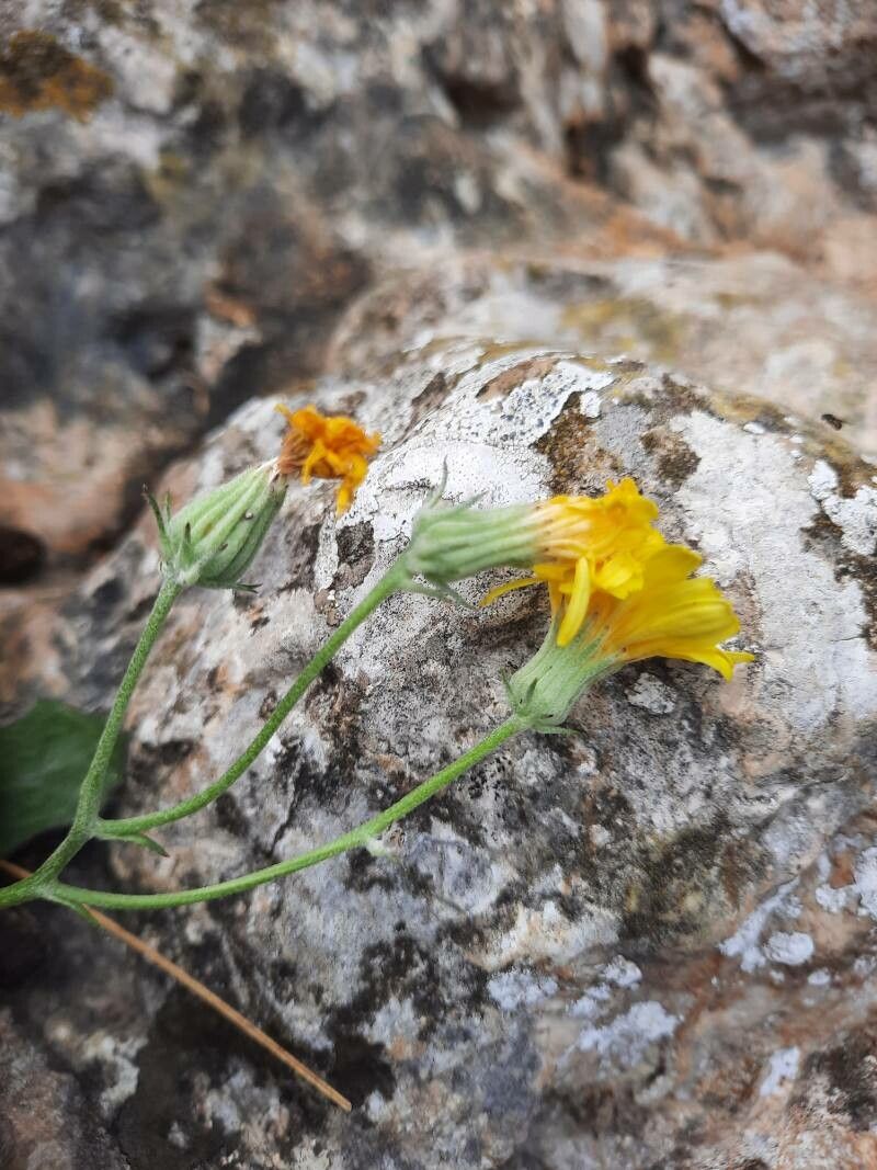 Hieracium laniferum flower