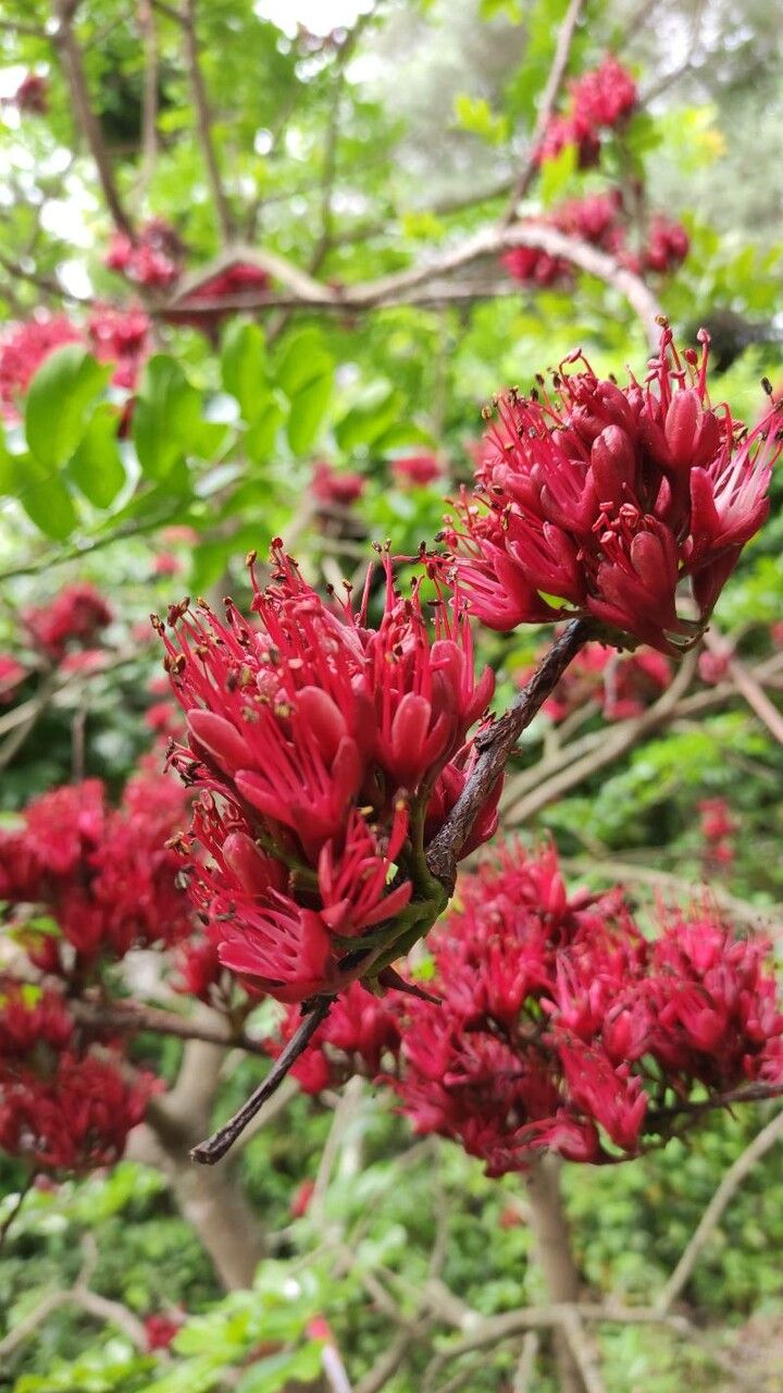 Schotia brachypetala flower