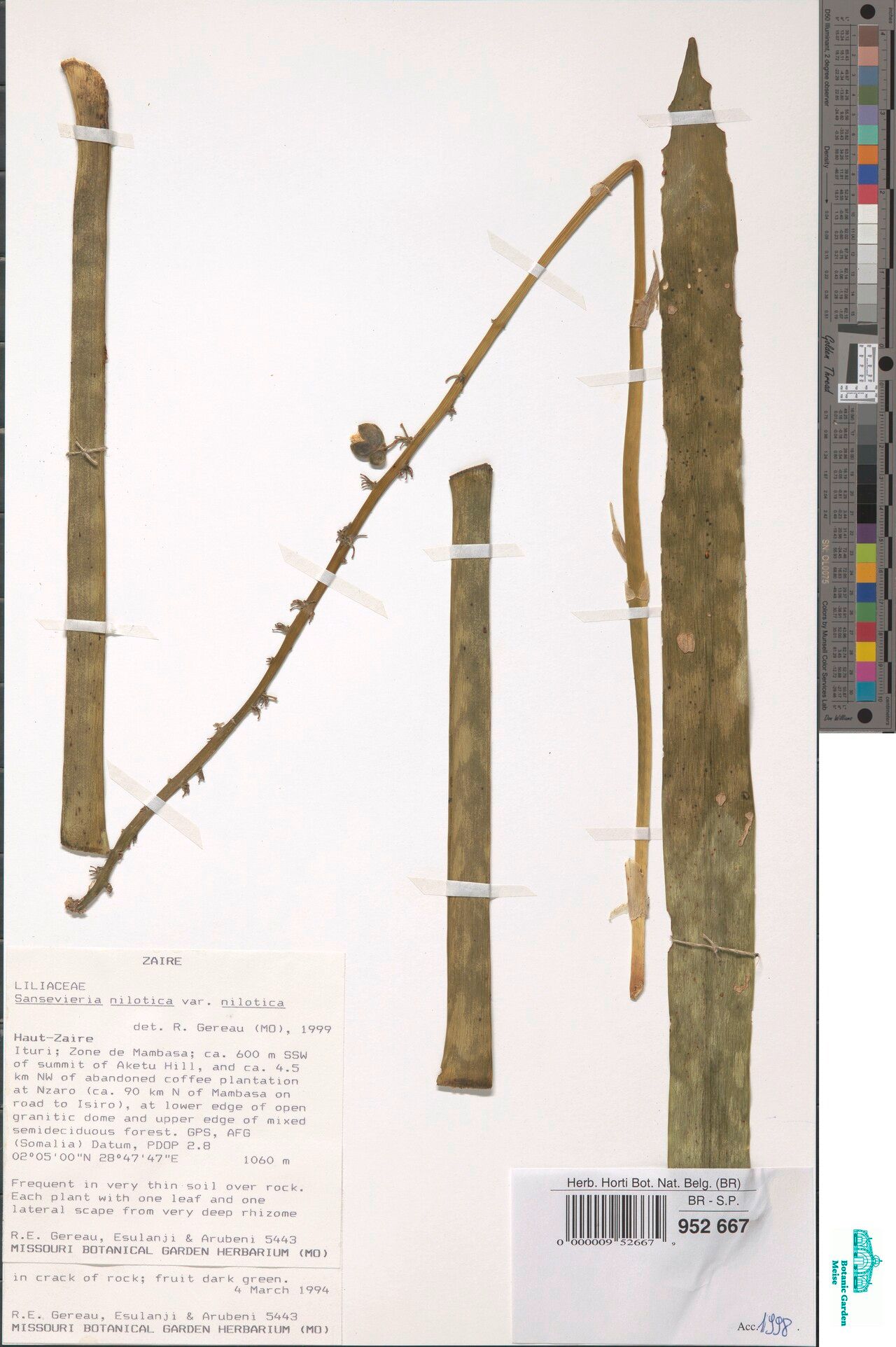 Dracaena nilotica — search result for 'Dracaena'