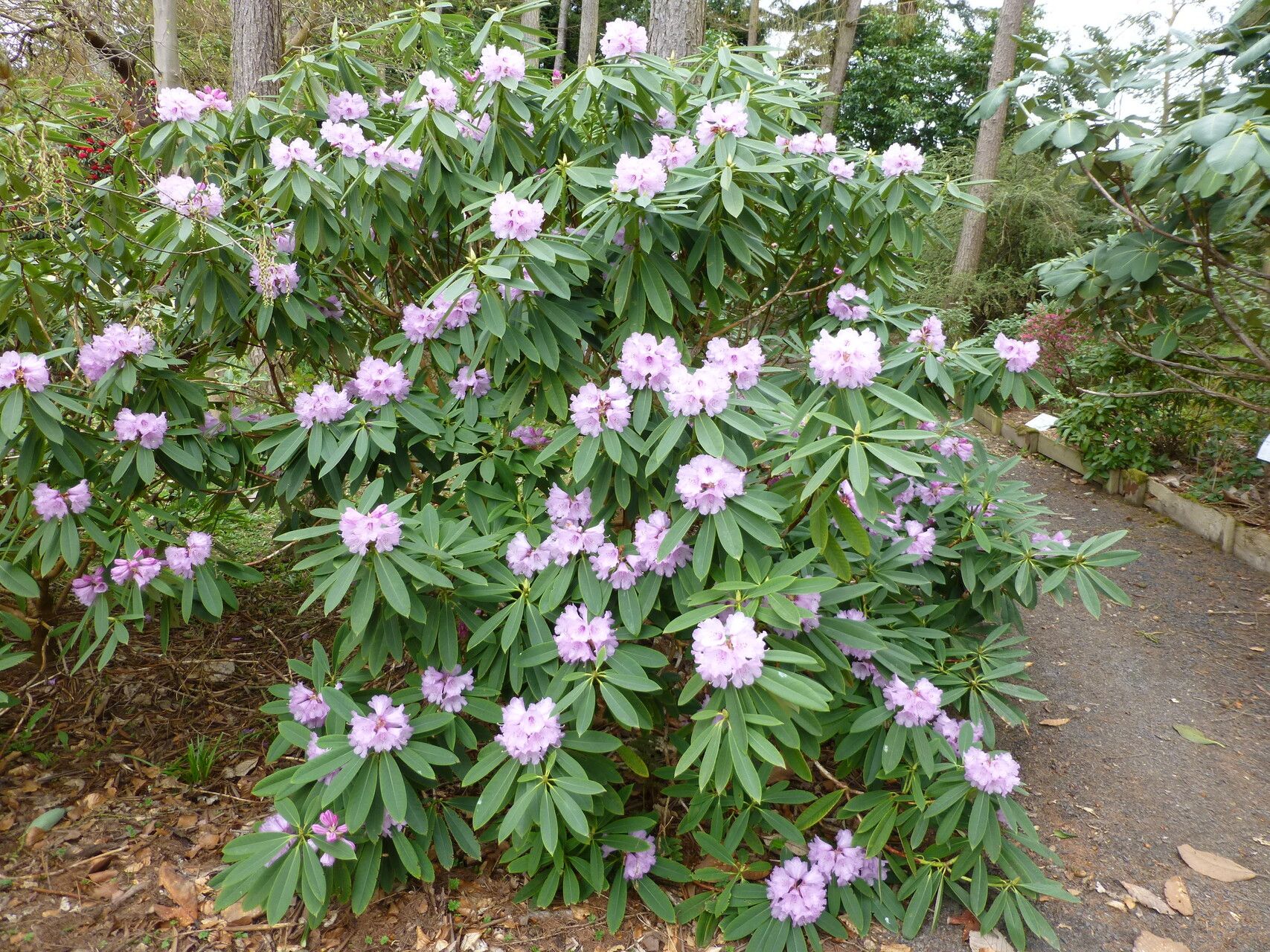 Rhododendron davidi habit