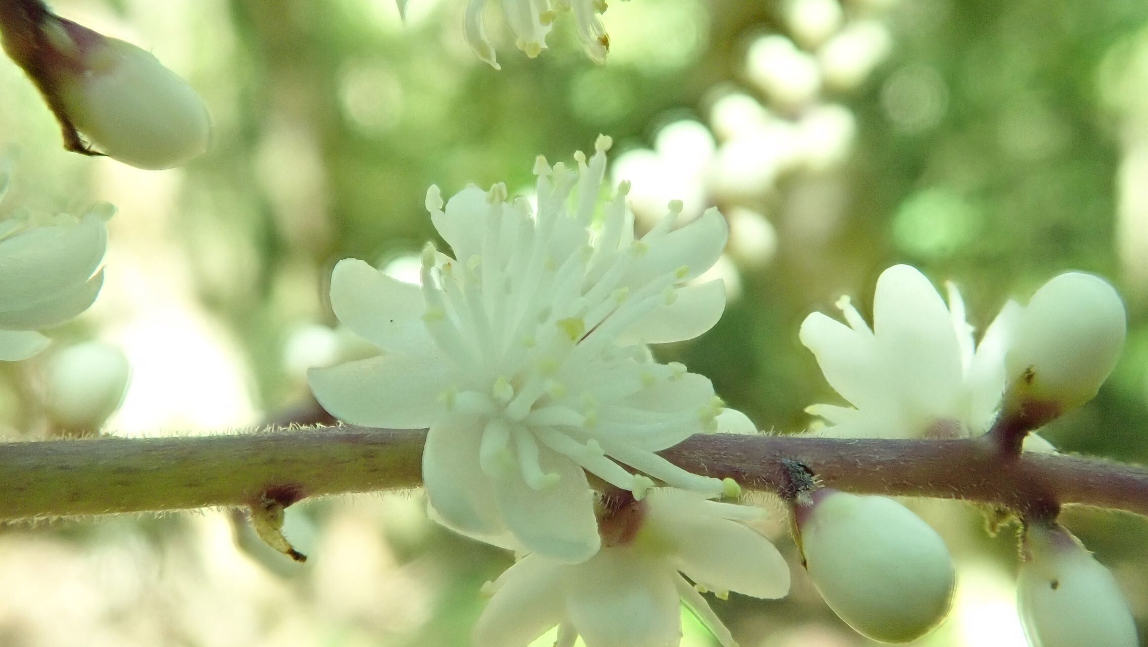 Symplocos caerulescens flower