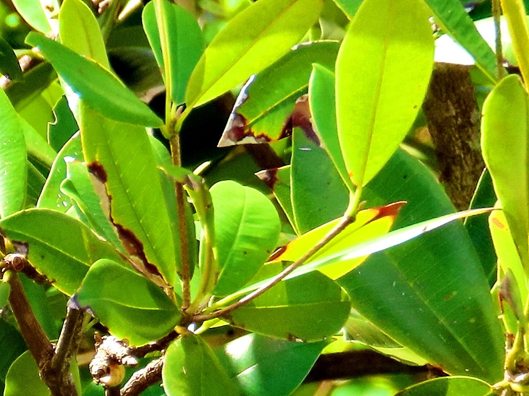 Manilkara pleeana — houseplant care guide