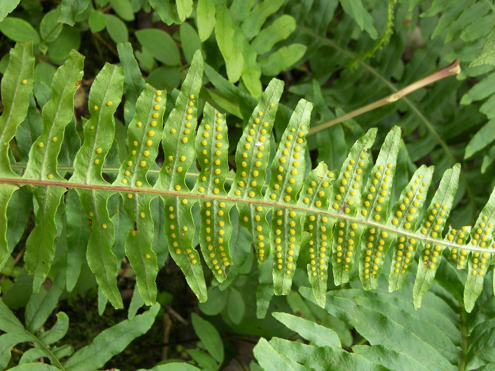 Pleopeltis plebeia — houseplant care guide