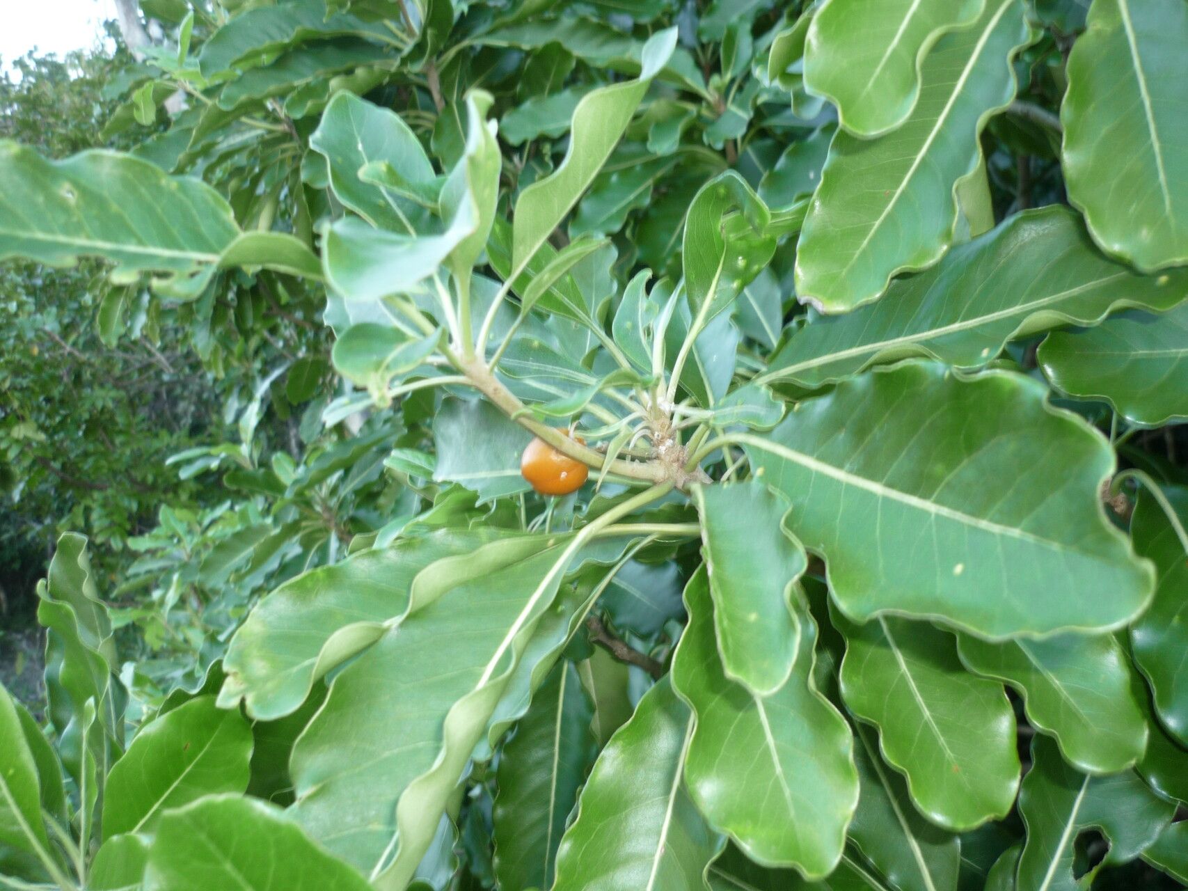 Pittosporum moluccanum — search result for 'Pittosporum'