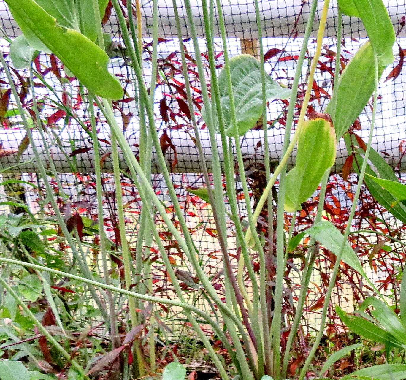 Echinodorus inpai — houseplant care guide