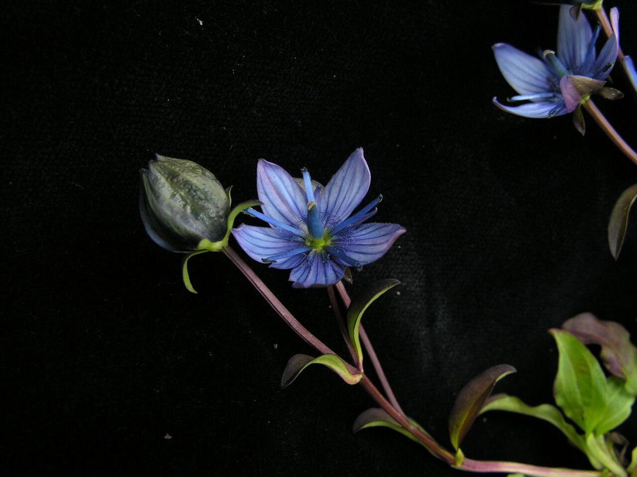 Swertia cuneata — houseplant care guide