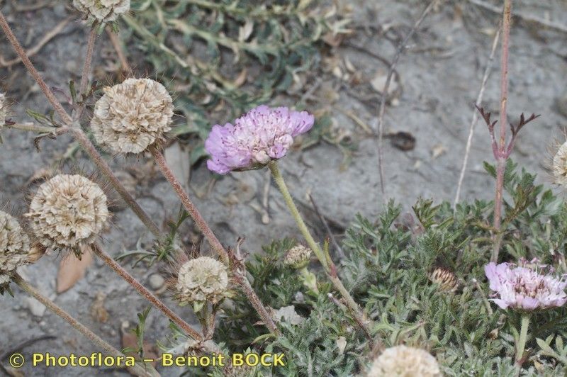 Lomelosia pulsatilloides habit
