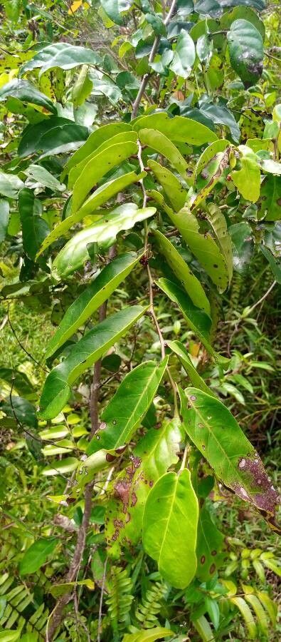 Glochidion zeylanicum — houseplant care guide