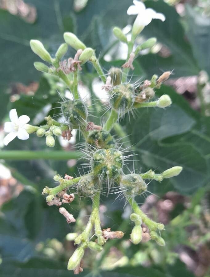 Cnidoscolus urens fruit