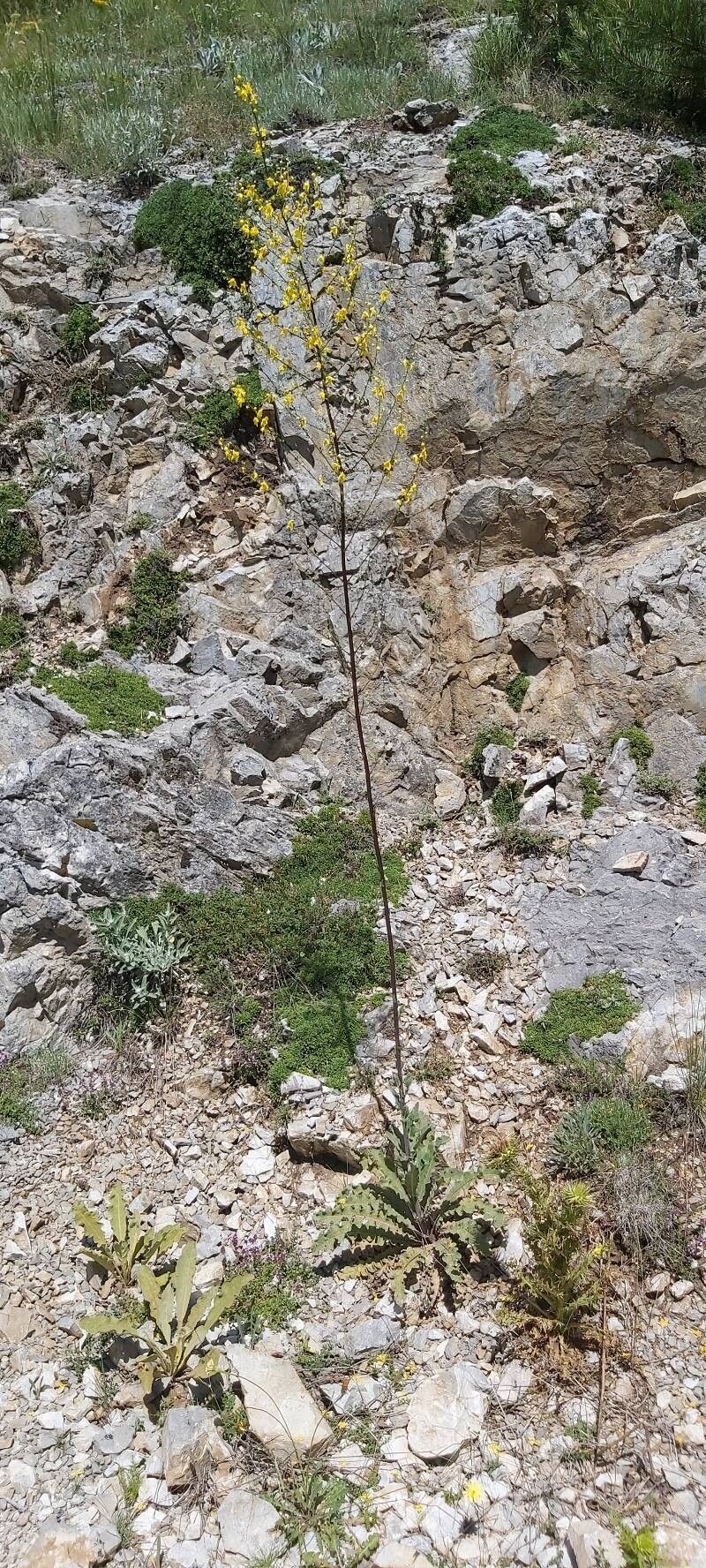 Verbascum nobile habit