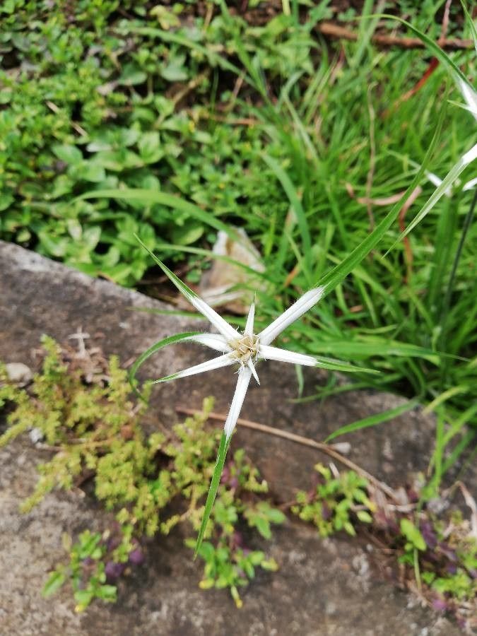 Rhynchospora nervosa — houseplant care guide