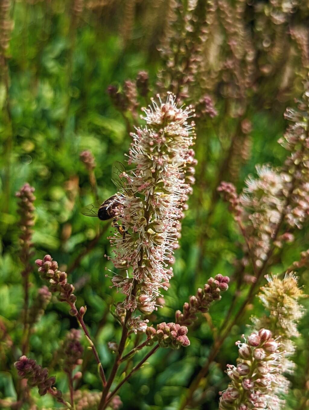 Petrophytum caespitosum flower
