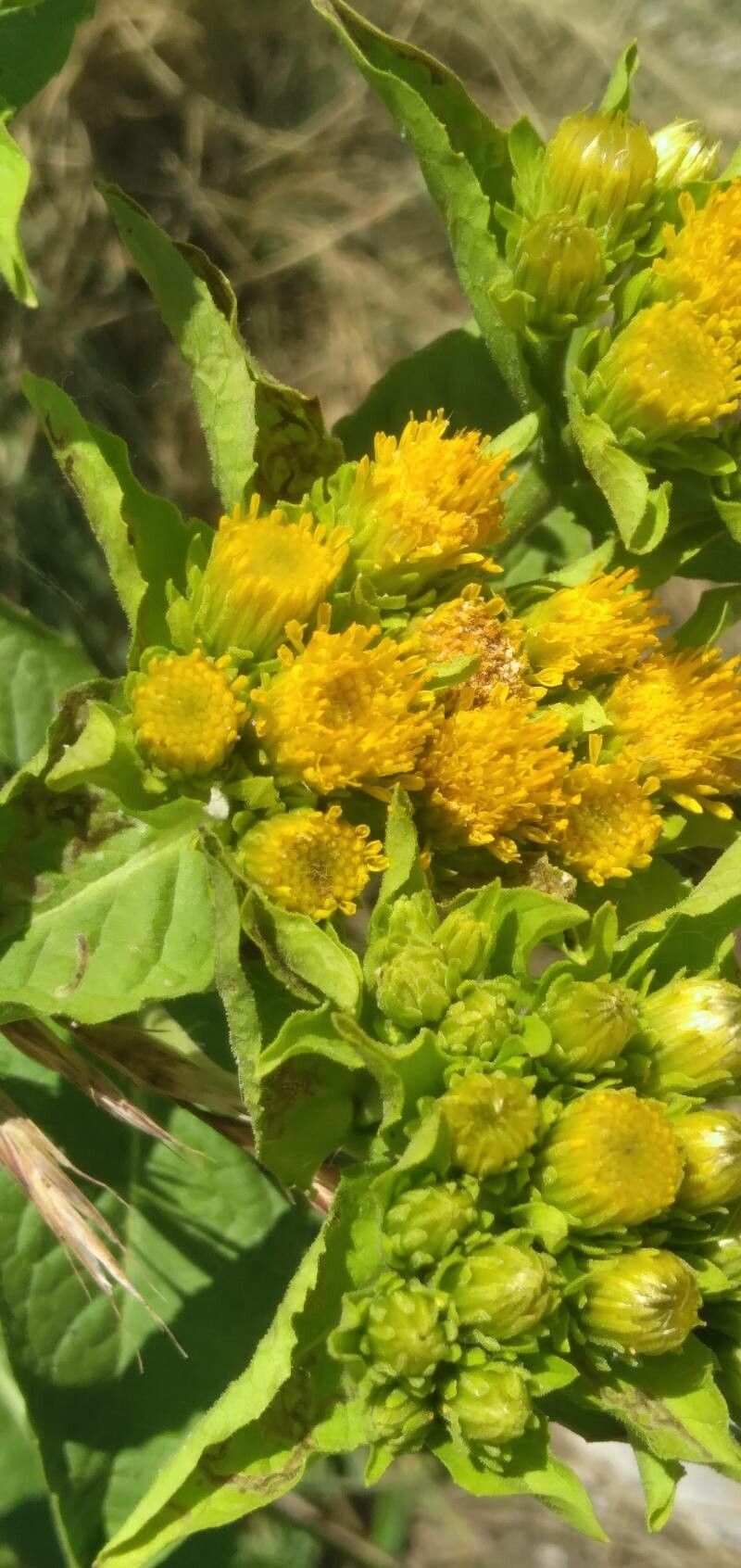 Pentanema bifrons flower