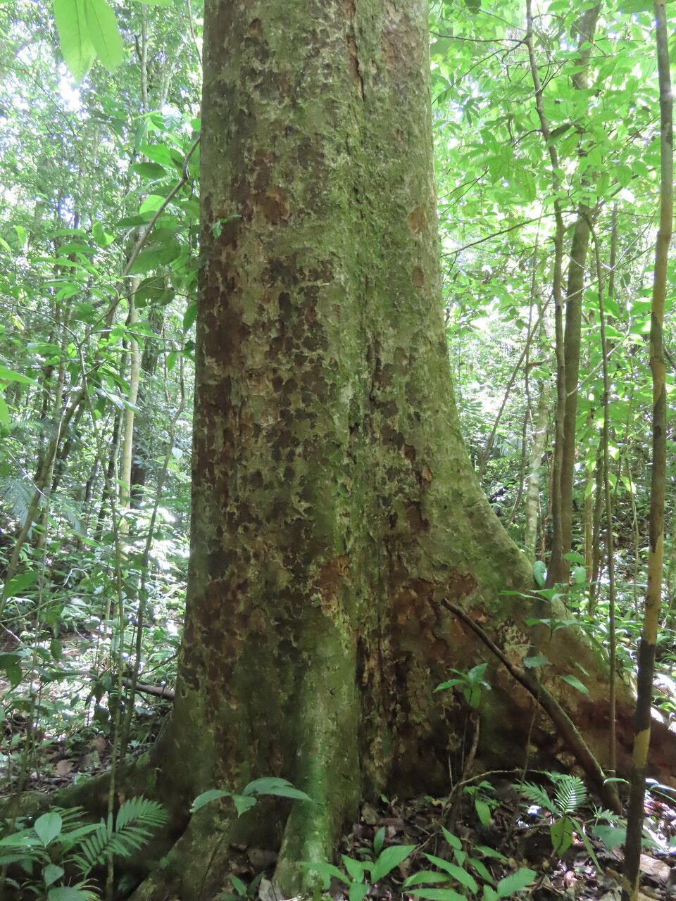 Carapa nicaraguensis habit