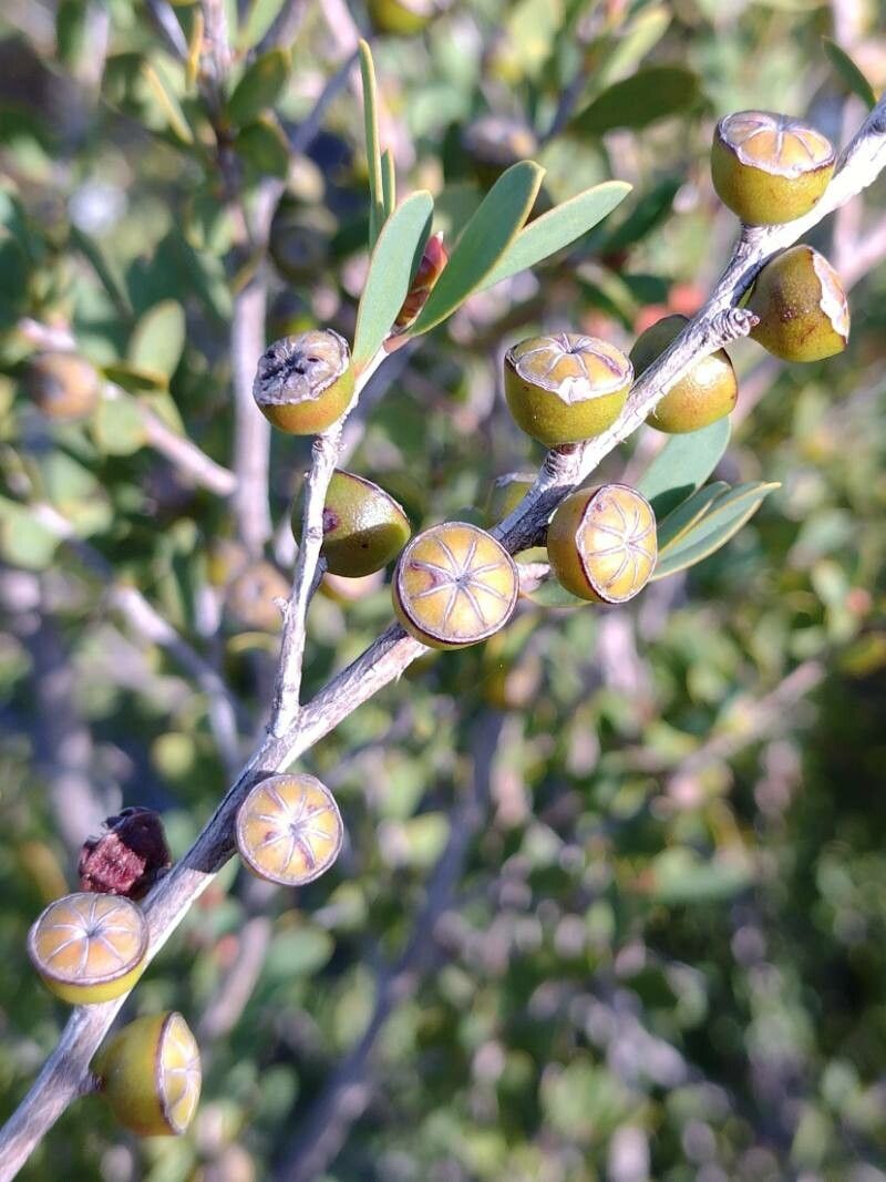 Leptospermum laevigatum fruit