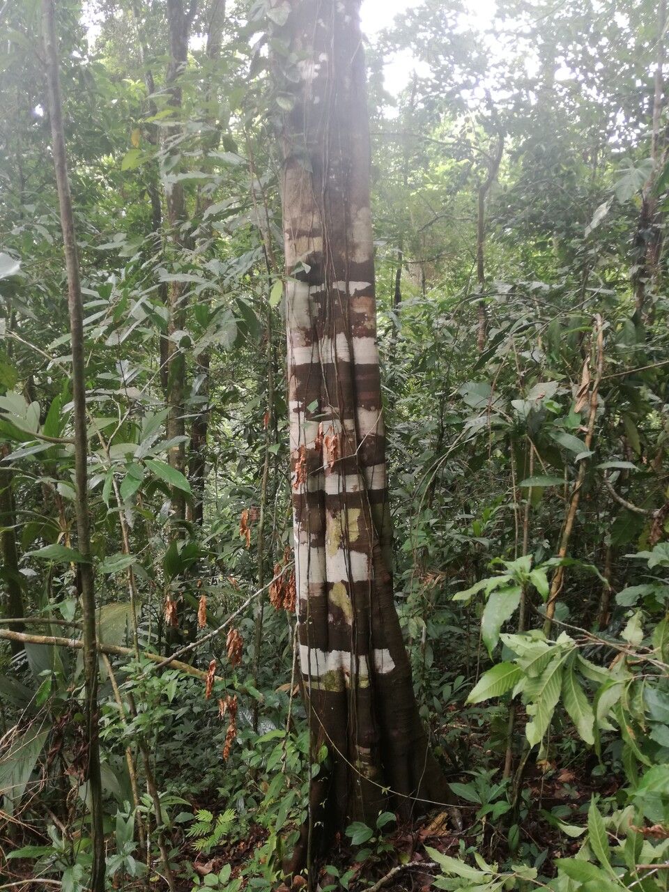 Matayba oppositifolia bark