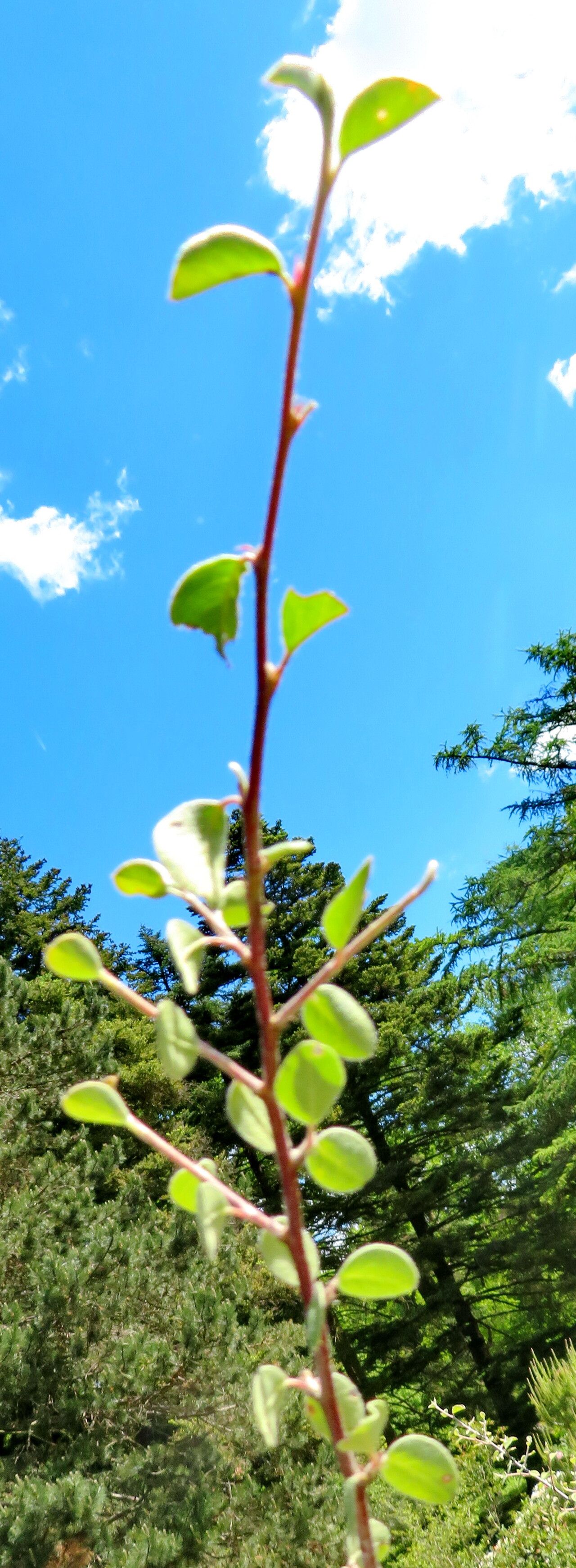 Cotoneaster orbicularis — houseplant care guide